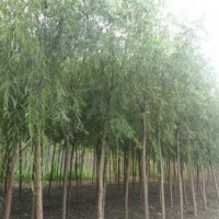 供應(yīng)香樟，垂柳，櫸樹，黃山欒樹，紫薇，紅楓