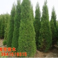 哪里蜀檜，價(jià)格便宜？