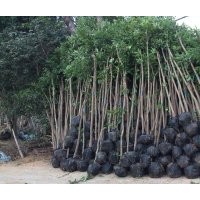 8公分天竺桂價(jià)格115元，10公分天竺桂價(jià)格180元，12公分天竺桂價(jià)