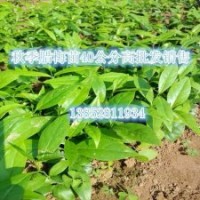 名貴觀賞花木一年生臘梅苗江蘇臘梅小苗價(jià)格