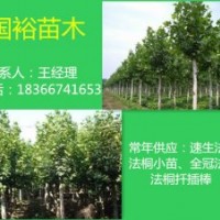 大量供應1公分|2公分法桐小苗速生法桐最新價格