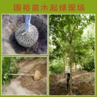 銷售速生法桐1米|2米法桐小苗新式改良法桐扦插棒要領