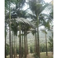 大量出售羊蹄甲，假檳榔，魚(yú)尾葵，老人葵，欒樹(shù)等