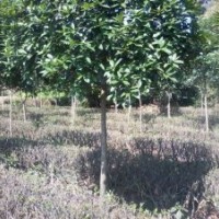 雅安、桂花樹、10公分金桂、四川桂花樹