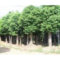 供應(yīng)香樟價格，18公分香樟價格，20公分香樟價格