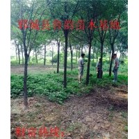 國(guó)槐哪里國(guó)槐最便宜哪里有再生國(guó)槐樹