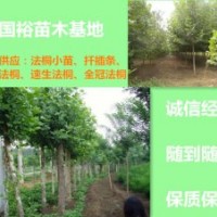 急售米徑8cm法桐價格河北廊坊米徑12公分法桐價格