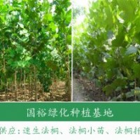 米徑8cm法桐3.5米定桿法桐河北廊坊法桐報價