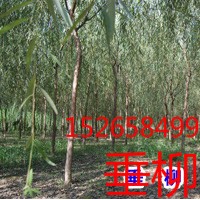 【魯西北萬(wàn)畝綠化喬木大市垂柳,國(guó)槐,白蠟