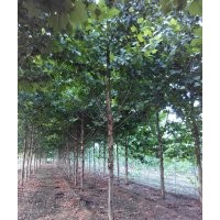法國梧桐價格 懸鈴木價格 速生法桐價格