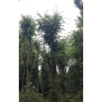 湖南大型櫸樹基地 低價格供應(yīng)益陽櫸樹