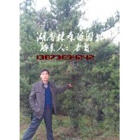 羅漢松價格,10-15公分羅漢松價格