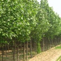 出售3公分、4公分、5公分、6公分速生楊