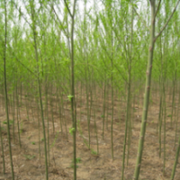 南京苗圃垂柳價格7公分垂柳價格9公分垂柳價格