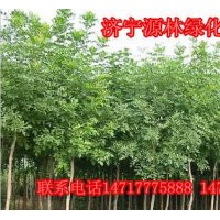 白蠟_價(jià)格|供應(yīng)金枝白蠟|白蠟小苗_種植|山東金枝白蠟_小苗