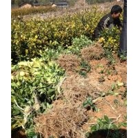 福建高產(chǎn)油茶苗培育基地