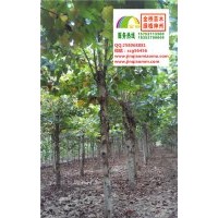 10、11、12公分二年帽法桐2014最新報價