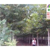 19、20公分二年帽法桐最新價格