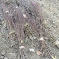 批發(fā)紫葉桃 紅葉桃