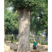 甘肅大樹公司現(xiàn)常年供應(yīng)國槐 楸樹等