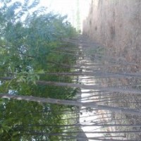 山東泰安隆升苗木繁育場(chǎng)１８３６６６３０６８７