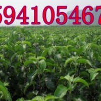 寒富蘋果苗|寒富蘋果苗價(jià)格