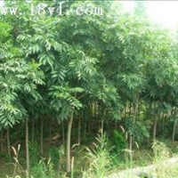 精品無(wú)患子價(jià)格 苗圃6公分8公分無(wú)患子價(jià)格