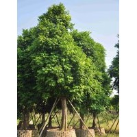 供應(yīng)：人面子