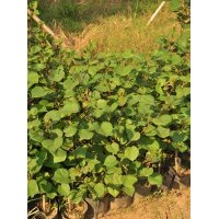 供應(yīng)：黑骨大紅花