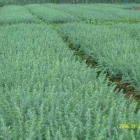 南京雪松小苗基地 供應(yīng)當(dāng)年雪松小苗價(jià)格