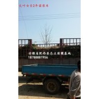 安徽三角楓、三角楓價格、肥西苗木基地三角楓、最近苗木價格