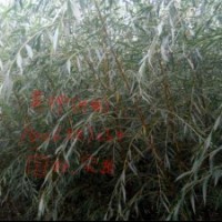 北欒苗，國(guó)槐苗，椿樹苗，榆樹苗等。。。。