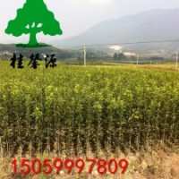 批發(fā)浦城精品丹桂苗樹