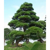 金森女貞價格,黑松價格,羅漢松價格,毛鵑價格,雪松價格表