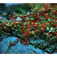 山丁子小苗及多年生大樹(shù)