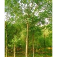 大量出售：法桐 國(guó)槐 白蠟 垂柳 速生柳 刺槐 欒樹(shù) 毛白楊 五角楓