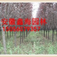 安徽鑫海園苗圃低價供應紅葉李