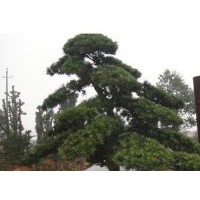 10公分羅漢松,10公分造型羅漢松,地徑10公分羅漢松