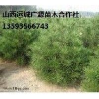 出售大量白皮松、1米2米3米白皮松大量低價(jià)優(yōu)惠供應(yīng)