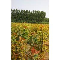 供紅葉柳2--7公分