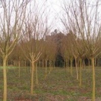 精品百日紅價(jià)格 提供2-5公分紫薇價(jià)格 紫薇價(jià)格