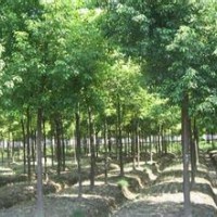 江蘇南京重陽木價格10公分重陽木報價