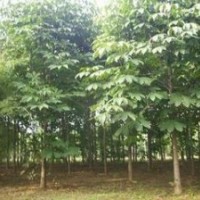 南京七葉樹價格 3-5-8公分七葉樹價格