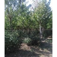 8-15公分平頭3年冒以上欒樹