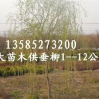 大葉女貞、紅花紫薇、紅葉李、垂柳、合歡、法桐、欒樹、楊樹