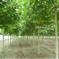 供應(yīng)速生法桐，速生白蠟，速生國槐，速生法桐小苗，欒樹
