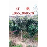 4公分紅楓行情，紅楓價格，紅楓供應，紅楓銷售，紅楓專賣