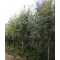 國槐-山東冠縣威傲苗木基地