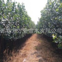 供應(yīng)107楊樹(shù),毛白楊,速生法桐,國(guó)槐,變色龍須柳,白皮松,云杉