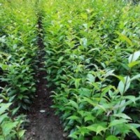 提供2-10公分大葉女貞價格信息